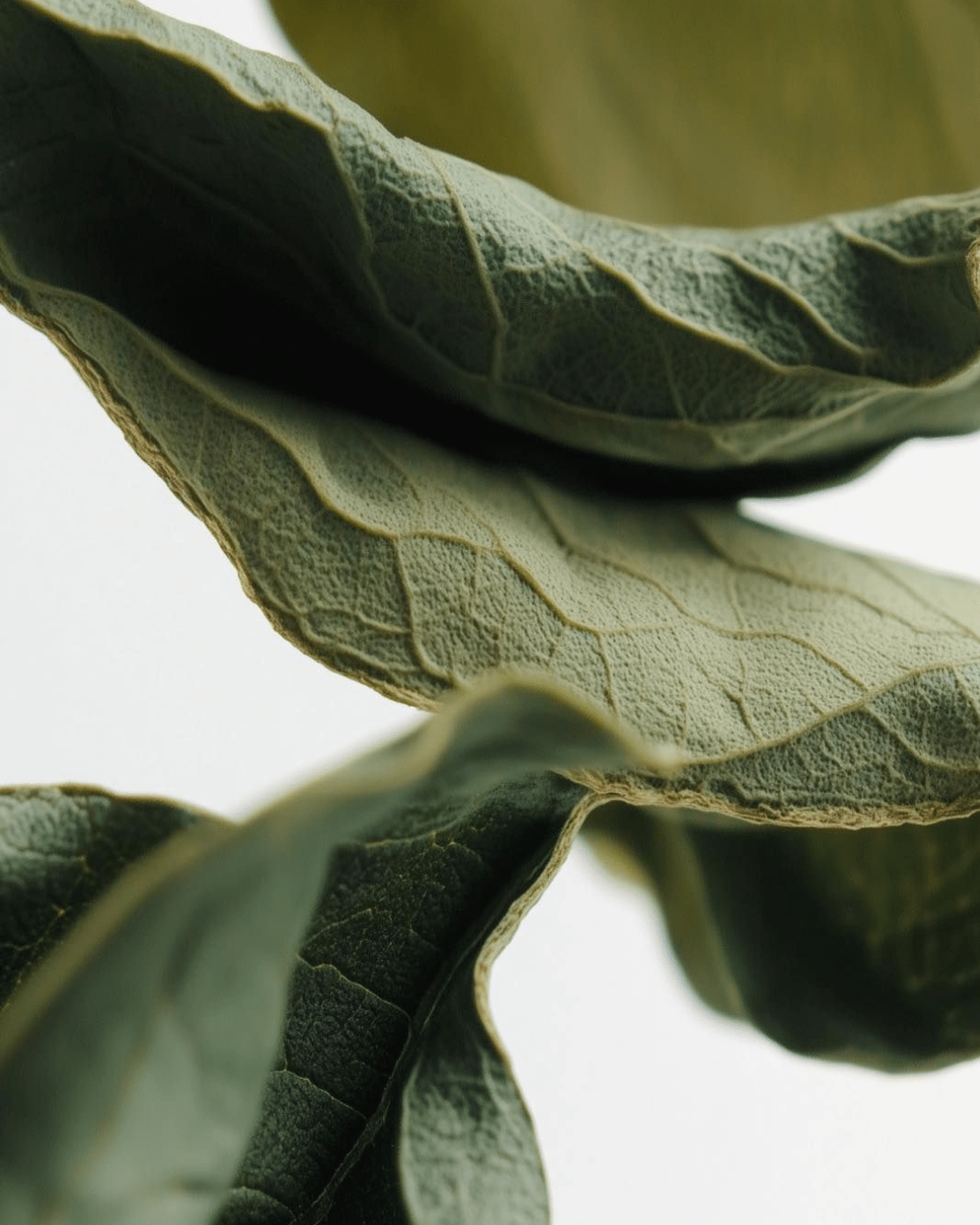 Nº 25 Inspired by | STRONGER WITH YOU from ARMANI - PERFUMMY.